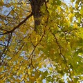 烏ヶ森公園のイチョウの葉（11月20日）