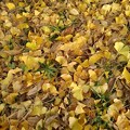 烏ヶ森公園のイチョウの落ち葉（11月20日）