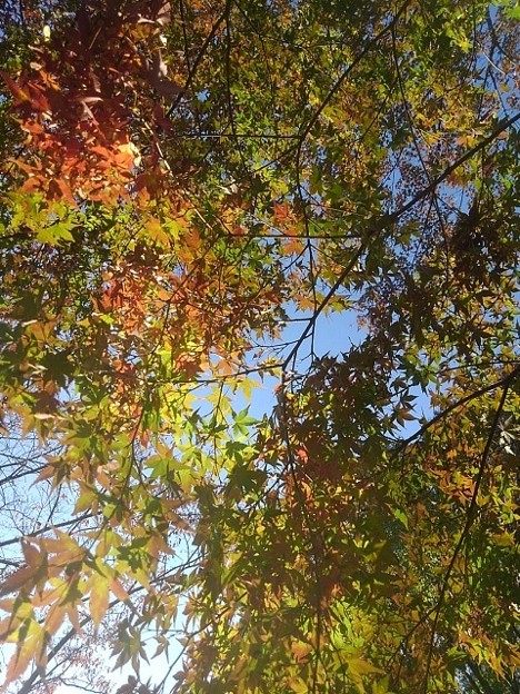 写真: 長峰公園の空とモミジの葉の共演（10月30日）