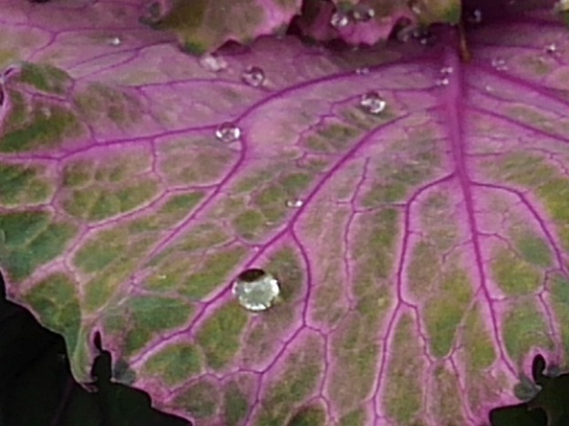 写真: 紫ハボタンに綺麗な雫（12月1日）
