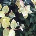 写真: 庭の小さな葉たち（11月21日）