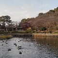 烏ヶ森公園の池のカモと奥の橋（11月20日）