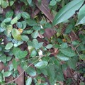 写真: 庭の小さな葉・上部（12月6日）