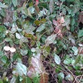 写真: 庭の小さな葉・下部（12月6日）