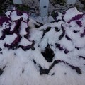 写真: 雪が積もった紫ハボタン（1月1日）
