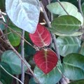 写真: 赤い葉（1月2日）