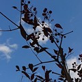 写真: 青空と南天の枝（1月9日）