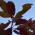 写真: 赤い葉と空（1月9日）