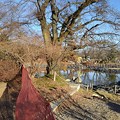 写真: 工事が終わるが待ち遠しい長峰公園の池（1月8日）