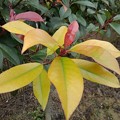 写真: 庭の黄色い葉（2月8日）