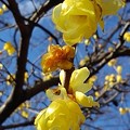 写真: 長峰公園のロウバイの花（2月24日）
