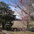 Photos: 川崎城跡公園の梅とベンチ（3月6日）