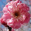 Photos: 川崎城跡公園のピンクの梅の花（3月6日）