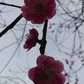 川崎城跡公園の丘のピンクの梅の花（3月20日）