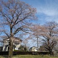 写真: 小さな公園の桜の木（4月2日）