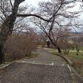 写真: 長峰公園の丘の下り階段の桜（4月3日）