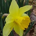 川崎城跡公園の丘のスイセンの花（3月20日）