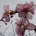 多く咲いた川崎城跡公園の丘の河津桜（3月20日）