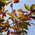 写真: カラフルな葉（3月25日）