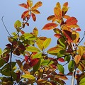 写真: 色とりどりな葉（3月25日）