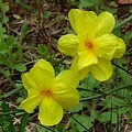 写真: 庭の黄色い花（4月28日）