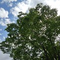 写真: 広葉樹の街路樹（5月2日）