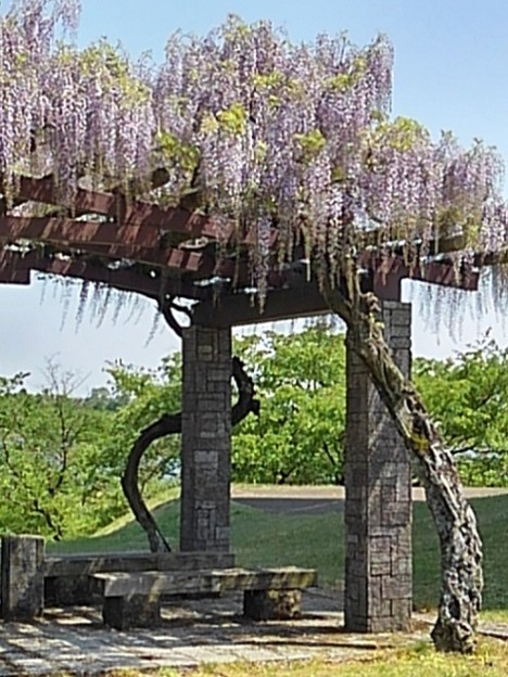 写真: 那須野が原公園の綺麗な藤棚（5月5日）