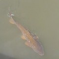 写真: 長峰公園の池の鯉（5月3日）