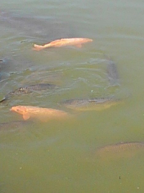 写真: 那須野が原公園の池で泳ぐコイ（5月5日）