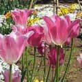 那須野が原公園の赤紫チューリップの花（5月5日）