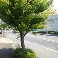 Photos: 街路樹（5月25日）