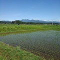 Photos: 水田と山（6月4日）