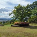 写真: 長峰公園の丘の上のモミジの木と奥の眺め（6月12日）