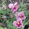 長峰公園の薄紫のパンジーの花（6月18日）