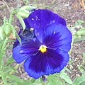 長峰公園の青紫のパンジーの花（6月18日）