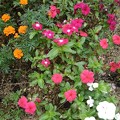 写真: 川崎城跡の花壇（8月7日）