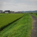 写真: 田園沿いの道（8月16日）