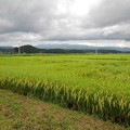 写真: 水田の風景（9月1日）