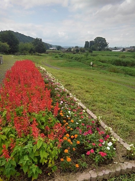 写真: 花壇の奥に川崎城跡の橋（8月7日）