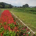 写真: 花壇の奥に川崎城跡の橋（8月7日）