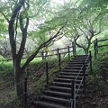 写真: 川崎城跡の丘のモミジの階段（8月7日）