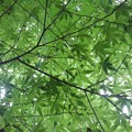 写真: 川崎城跡公園の丘のモミジの天井（8月7日）