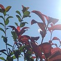 写真: 緑と赤い葉と空（9月4日）