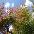 写真: 街路樹のモミジの葉（9月4日）