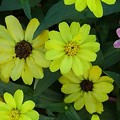写真: 矢板駅の花壇の黄色い花（8月19日）