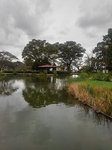烏ヶ森公園の橋の上から見えた池の景色（10月9日）