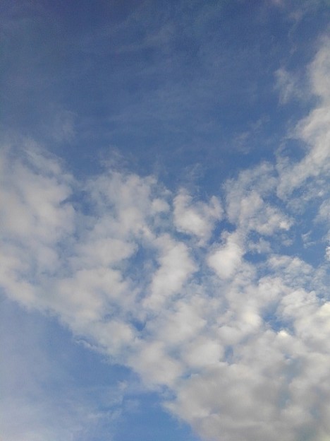 写真: 鱗雲（9月24日）