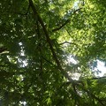 写真: 緑が綺麗な長峰公園のモミジの葉（9月10日）