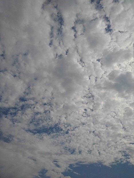 写真: 流氷みたいな鱗雲（9月27日）