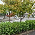 Photos: 街路樹（10月5日）